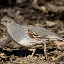 Gambel's Quail-Female-10