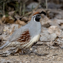 Gambel's Quail-Male-15