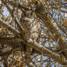 Great-horned Owl-01