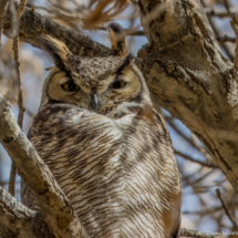 Great-horned Owl-02