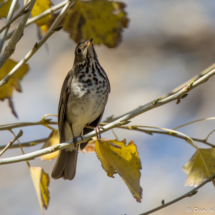 Hermit Thrush-01