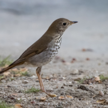Hermit Thrush-10