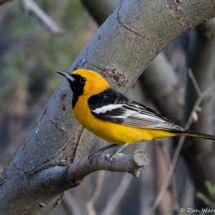 Hooded Oriole-Male-03
