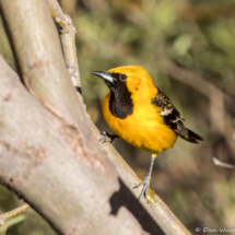 Hooded Oriole-Male-07