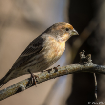 House Finch-Male-01