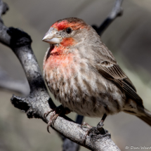 House Finch-Male-04