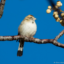 Lark Sparrow-06