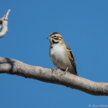 Lark Sparrow-15