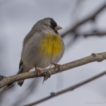 Lawrence's Goldfinch-Male-03