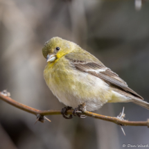 Lesser Goldfinch-Female-08