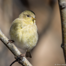 Lesser Goldfinch-Female-09