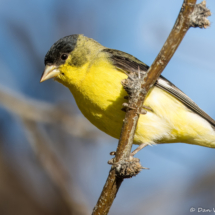 Lesser Goldfinch-Male-15