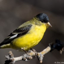 Lesser Goldfinch-Male-17