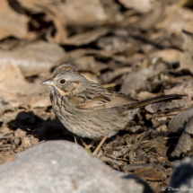 Lincoln's Sparrow-01