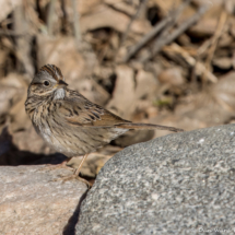 Lincoln's Sparrow-02
