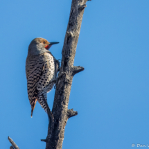 Northern Flicker-06