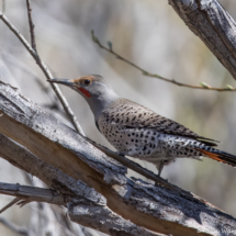 Northern Flicker-10