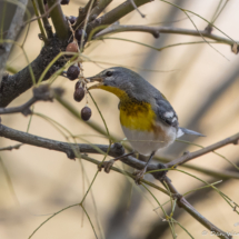 Northern Parula-03