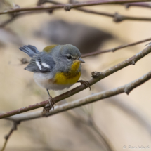 Northern Parula-06