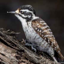 Nuttall's Woodpecker-Female-12