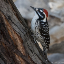 Nuttall's Woodpecker-Male-03