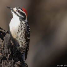 Nuttall's Woodpecker-Male-19