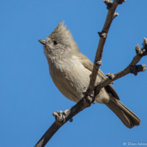 Oak Titmouse-16