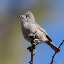 Oak Titmouse-29