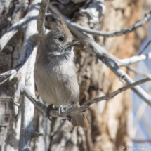 Oak Titmouse-47