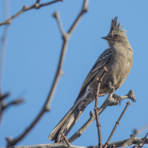 Phainopepla-Female-06