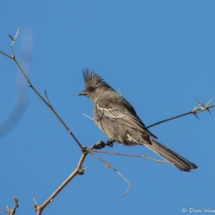 Phainopepla-Female-17
