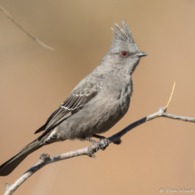 Phainopepla-Female-38
