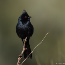 Phainopepla-Male-15