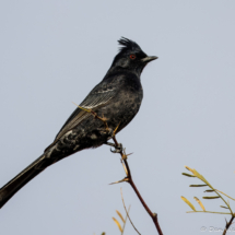 Phainopepla-Male-31