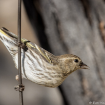 Pine Siskin-13
