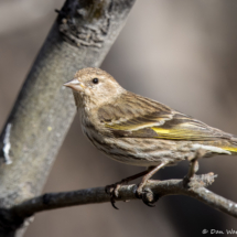 Pine Siskin-15