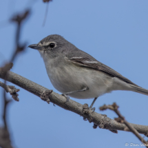 Plumbeous Vireo-01 (2)