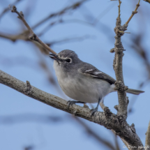 Plumbeous Vireo-04