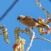 Red Crossbill-21