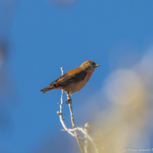 Red Crossbill-31