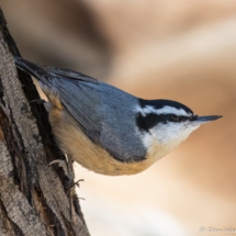 Red-breasted Nuthatch-06