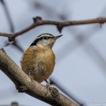 Red-breasted Nuthatch-26