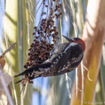 Red-breasted Sapsucker-08