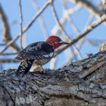 Red-breasted Sapsucker-13
