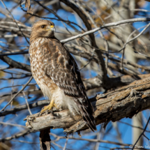 Red-shouldered Hawk-07