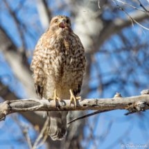 Red-shouldered Hawk-12