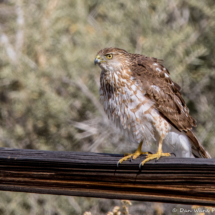 Red-shouldered Hawk-38
