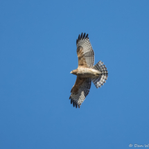 Red-shouldered Hawk in Flight-01