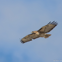 Red-tailed Hawk-15