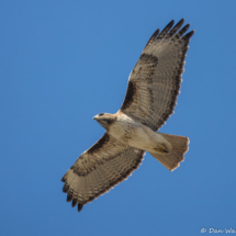 Red-tailed Hawk-24